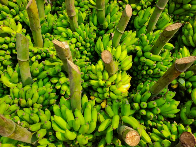 Bananeraie en Martinique