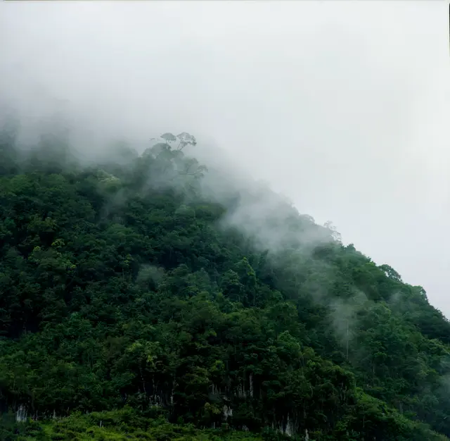 Forêt tropicale sur un relief