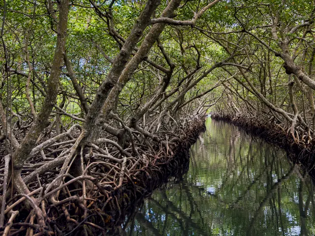 Mangrove tropicale au bord de l’eau