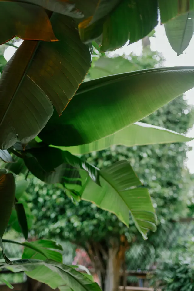 Feuilles de bananier en gros plan